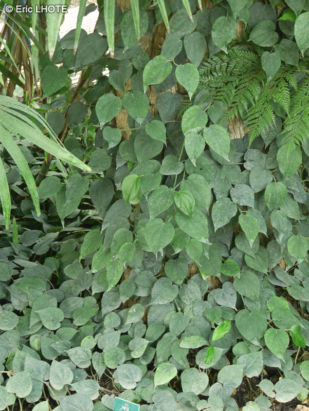 Piperaceae - Piper nigrum - Poivre noir