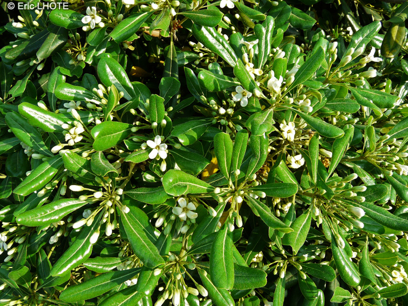  - Pittosporum tobira - 