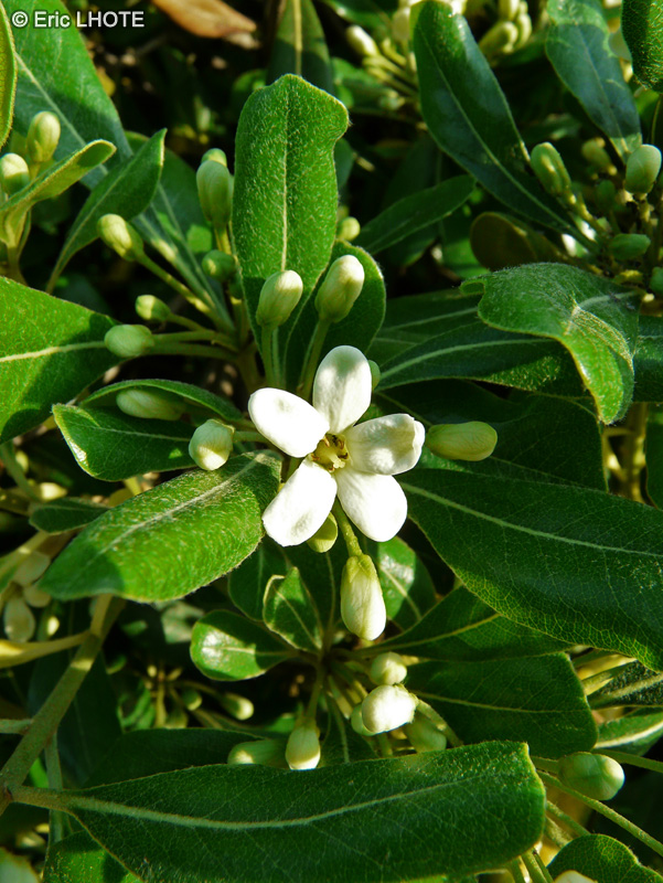  - Pittosporum tobira - 