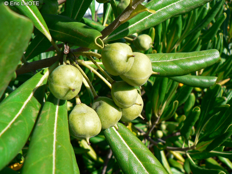  - Pittosporum tobira - 