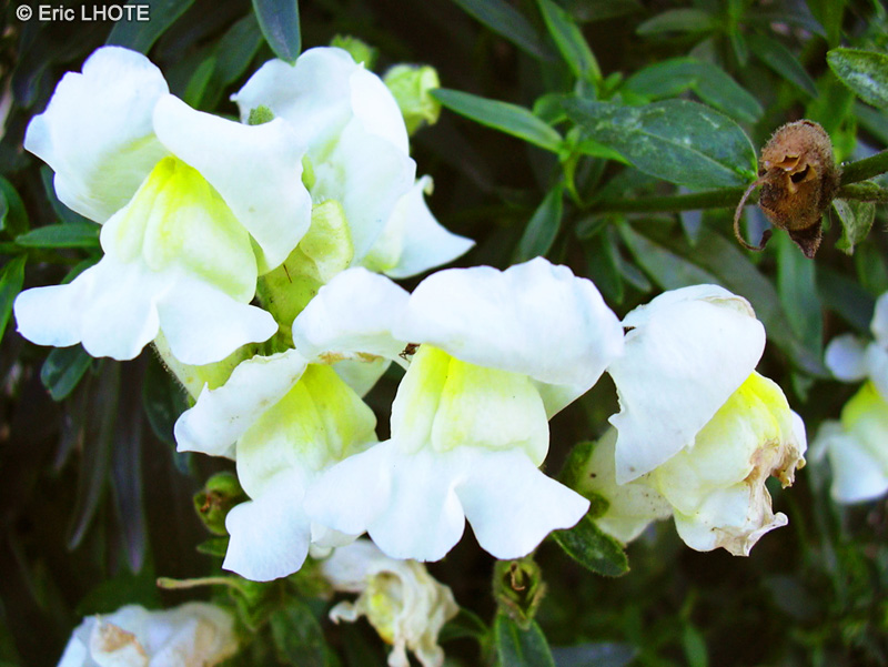  - Antirrhinum majus - 