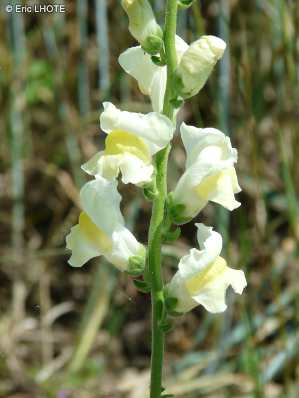  - Antirrhinum majus - 