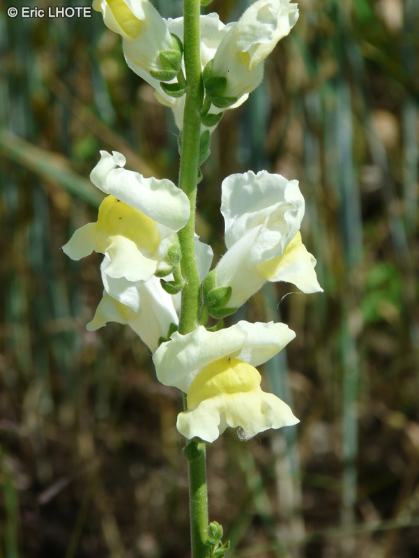  - Antirrhinum majus - 