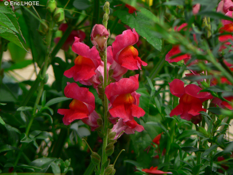  - Antirrhinum majus - 