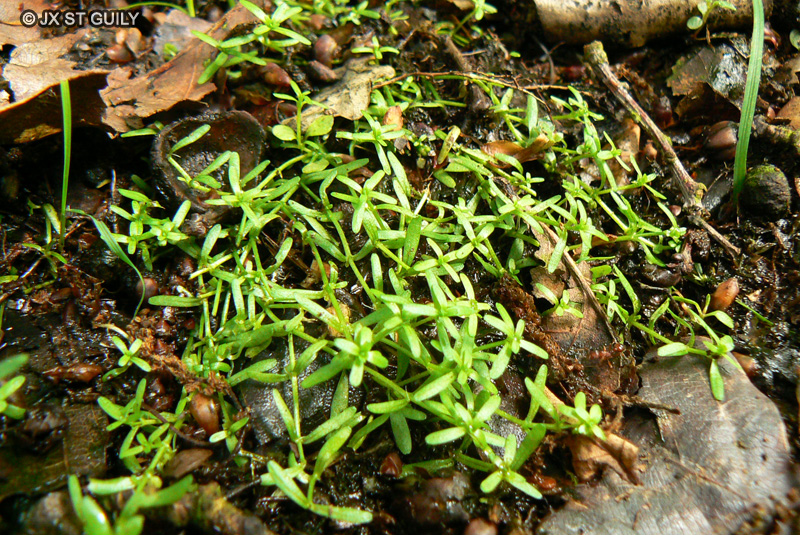 Plantaginaceae - Callitriche sp. - Callitriche