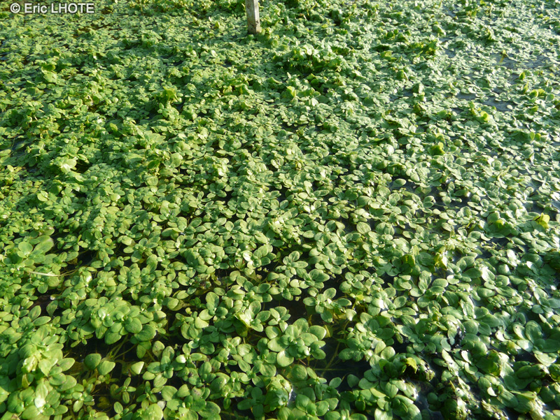 Plantaginaceae - Callitriche stagnalis - Callitriche des marais, Callitriche des eaux stagnantes, Callitriche des étangs