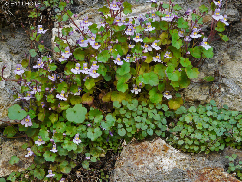  - Cymbalaria muralis, Linaria muralis - 