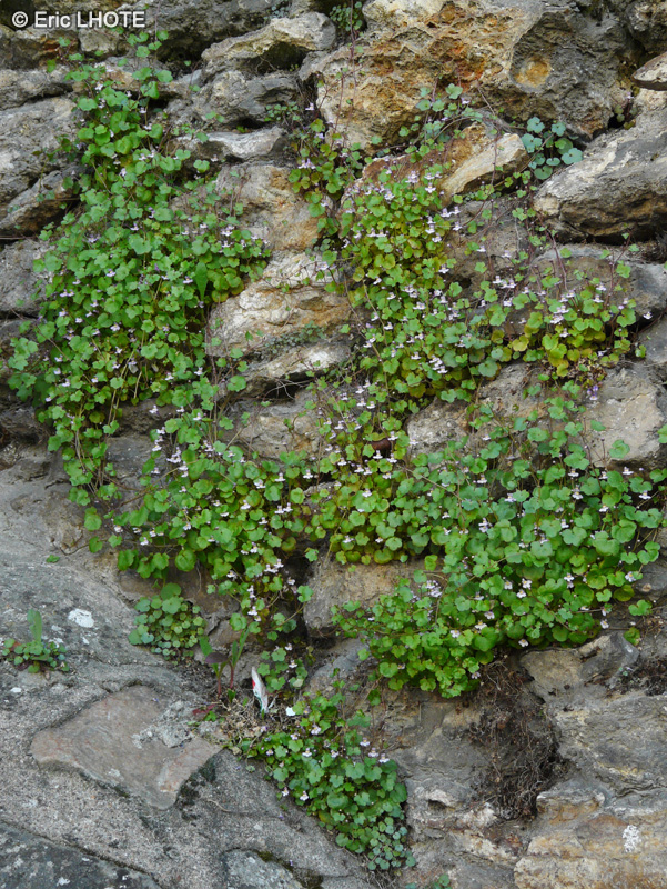  - Cymbalaria muralis, Linaria muralis - 