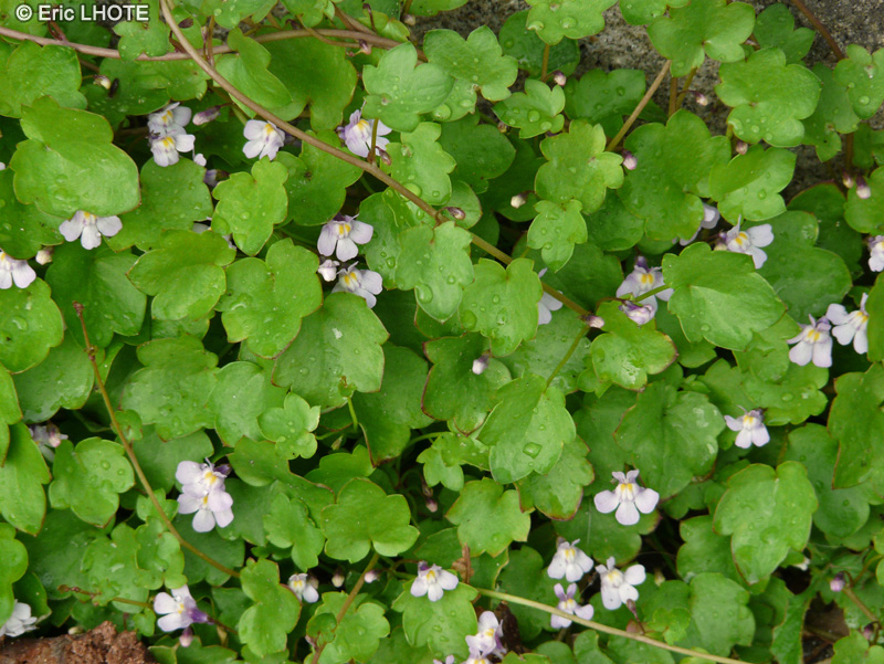  - Cymbalaria muralis, Linaria muralis - 
