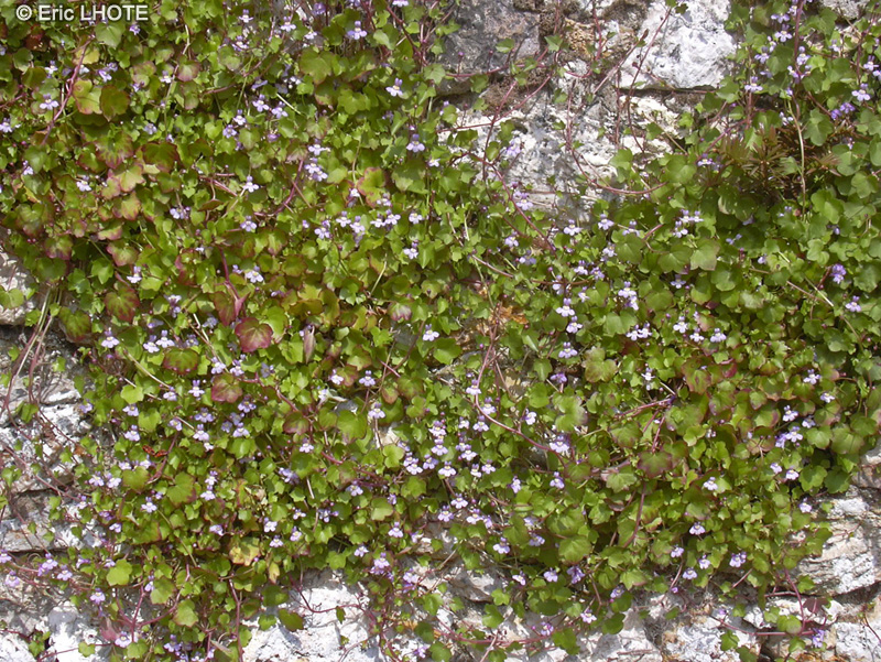  - Cymbalaria muralis, Linaria muralis - 