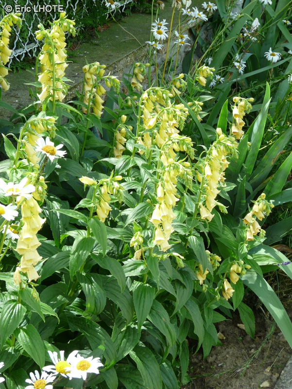 Plantaginaceae - Digitalis ambigua - Digitale &agrave; grandes fleurs