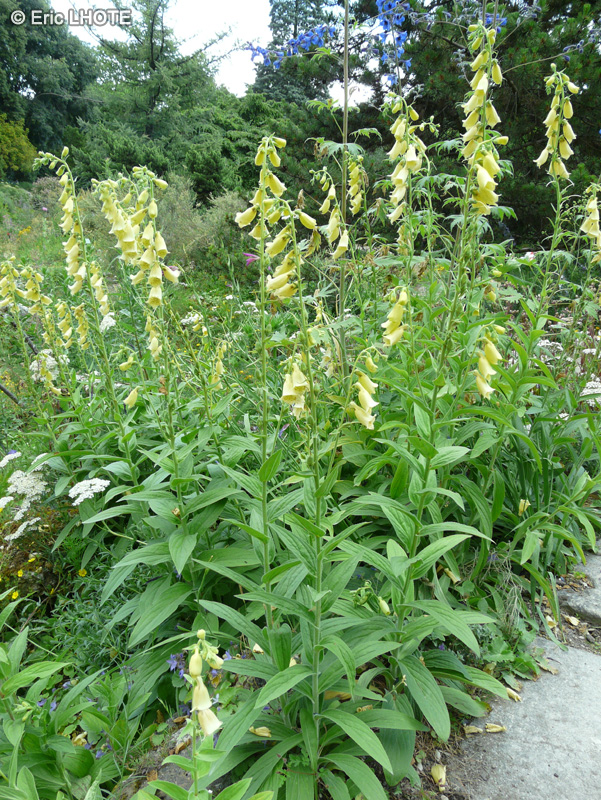  - Digitalis grandiflora - 