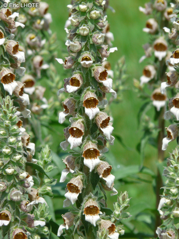  - Digitalis lanata - 