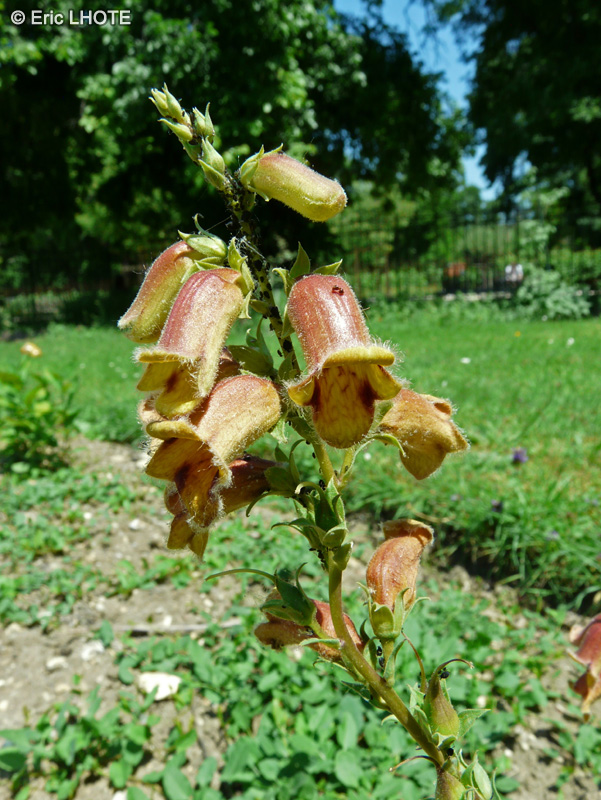 Plantaginaceae - Digitalis obscura - Digitale obscure