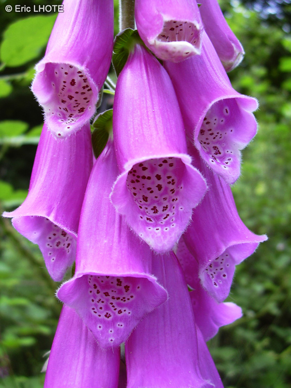  - Digitalis purpurea - 