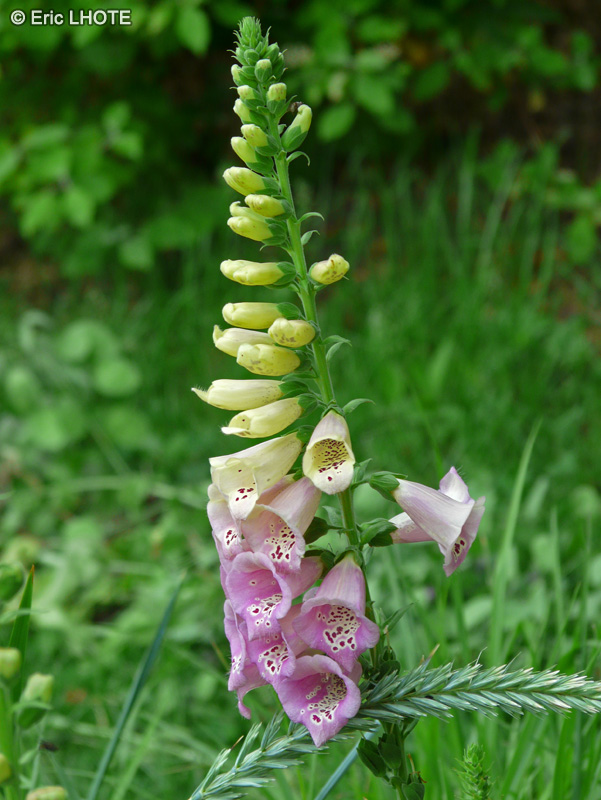  - Digitalis purpurea - 