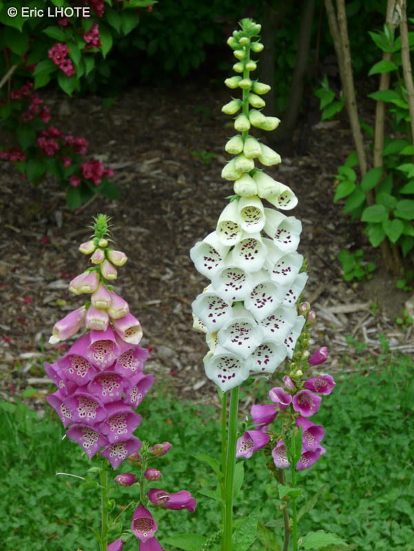  - Digitalis purpurea - 