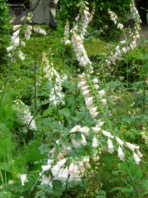  - Digitalis purpurea - 