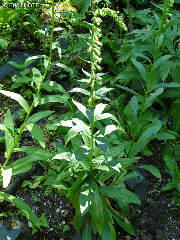  - Digitalis x Sibirica - 