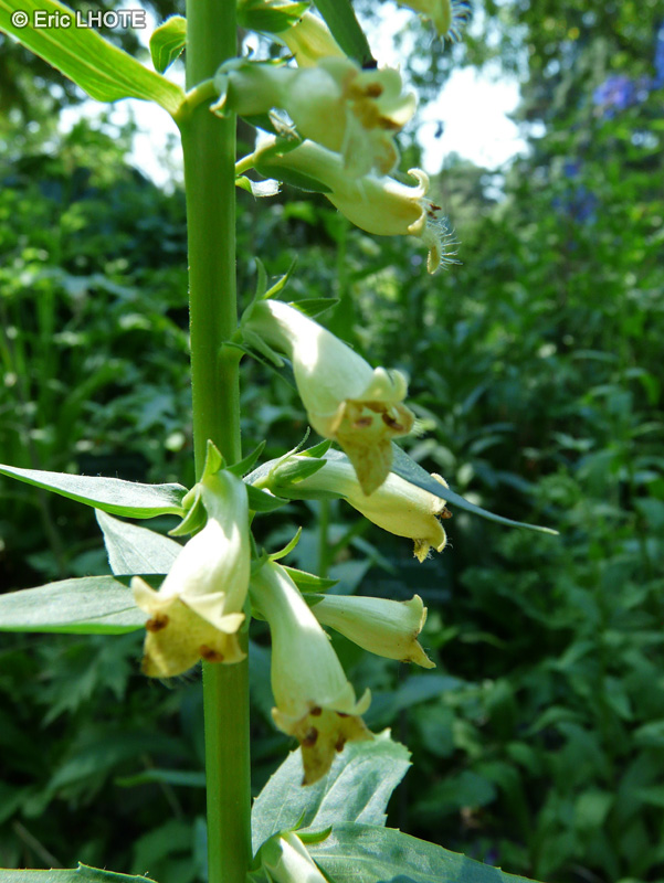 Plantaginaceae - Digitalis x Sibirica - Digitale de Sib&eacute;rie
