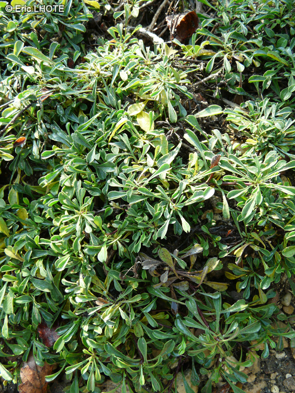  - Globularia cordifolia - 