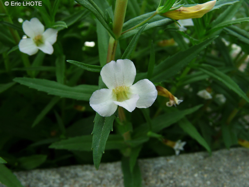  - Gratiola officinalis - 