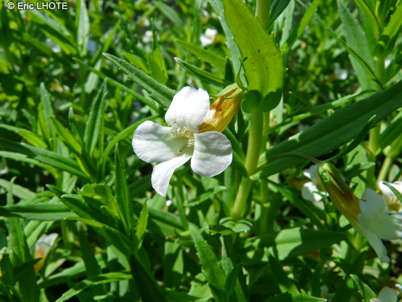  - Gratiola officinalis - 