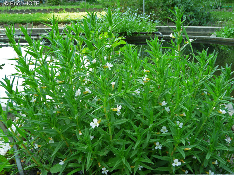 Plantaginaceae - Gratiola officinalis - Gratiole officinale, Gr&acirc;ce de Dieu, Herbe &agrave; la fi&egrave;vre, Herbe au pauvre homme, Petite digitale, S&eacute;n&eacute; des pr&eacute;s