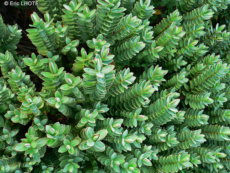Plantaginaceae - Hebe albicans - Hébé, Véronique arbustive
