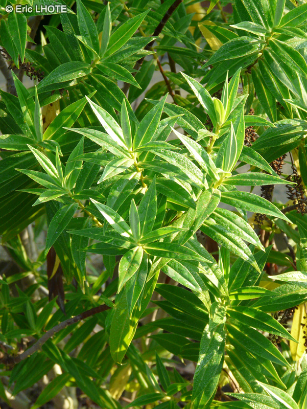  - Hebe salicifolia - 