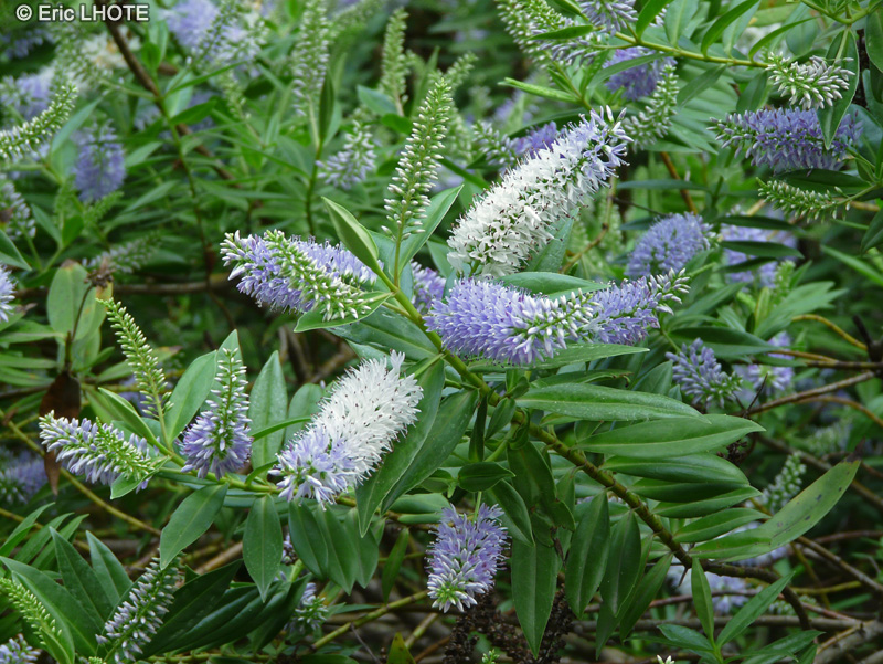  - Hebe speciosa Blue Boy - 