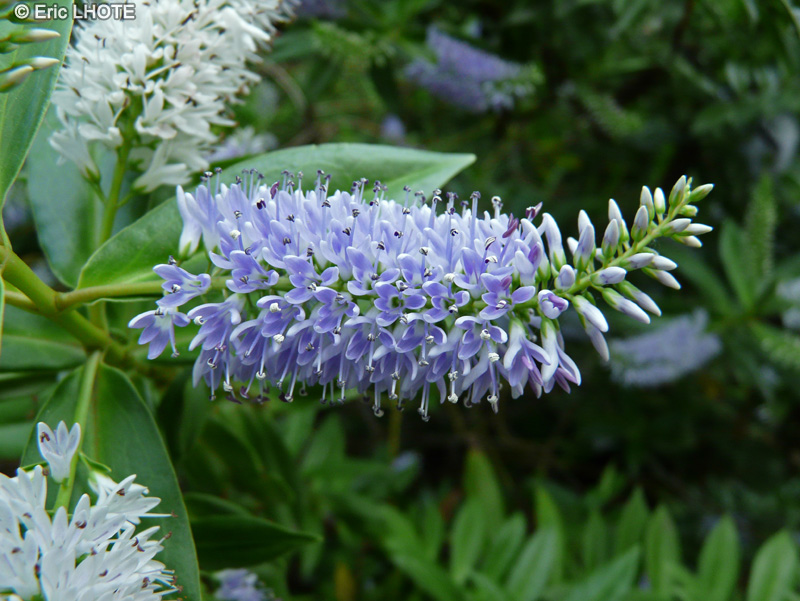  - Hebe speciosa Blue Boy - 