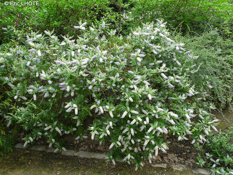 Plantaginaceae - Hebe speciosa Blue Boy - V&eacute;ronique arbustive
