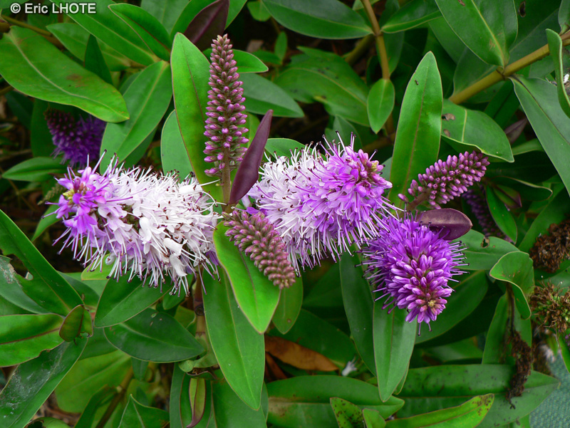 Plantaginaceae - Hebe speciosa - V&eacute;ronique arbustive