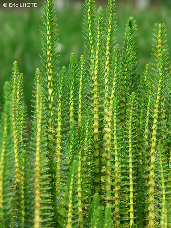  - Hippuris vulgaris - 