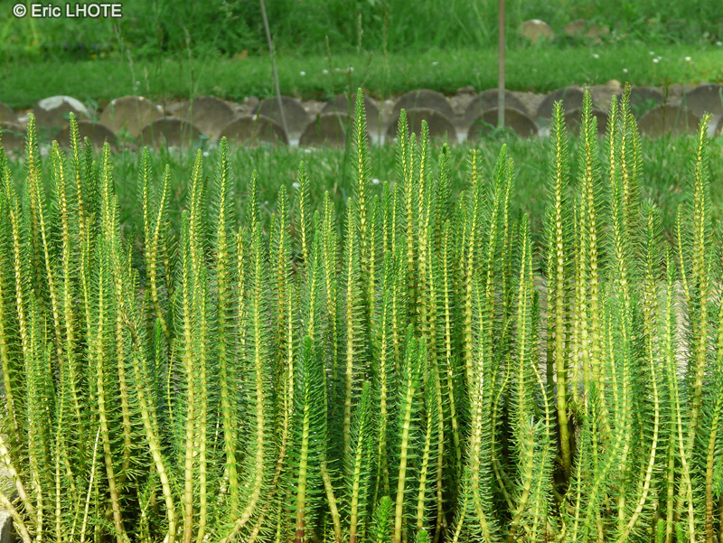 Plantaginaceae - Hippuris vulgaris - Pesse d&rsquo;eau, Hippuris vulgaire