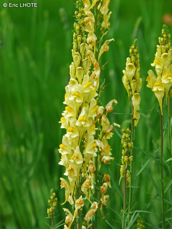  - Linaria vulgaris - 