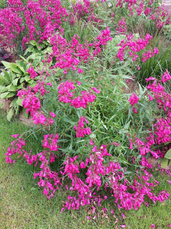 Plantaginaceae - Penstemon Gernet - Penstémon