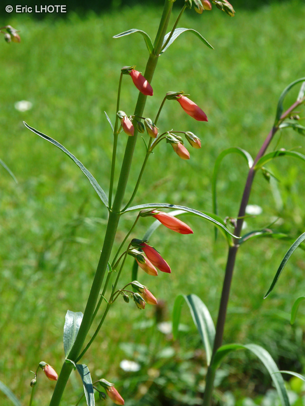  - Penstemon barbatus Coccineus - 