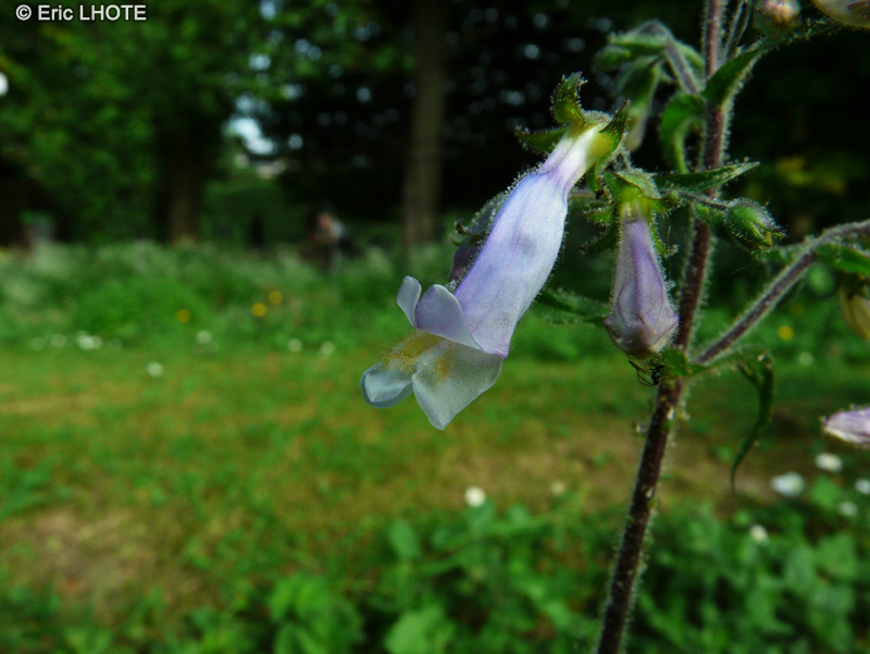  - Penstemon confertus - 