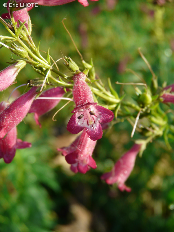 Plantaginaceae - Penstemon kunthii - Penstemon kunthii