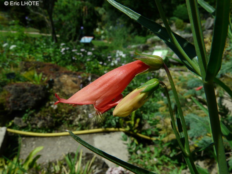  - Penstemon labrosus - 
