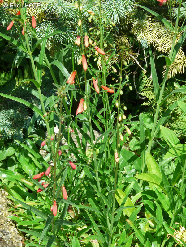 Plantaginaceae - Penstemon labrosus - San Gabriel beardtongue