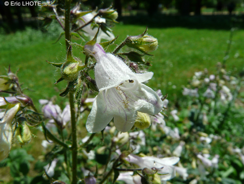  - Penstemon ovatus - 
