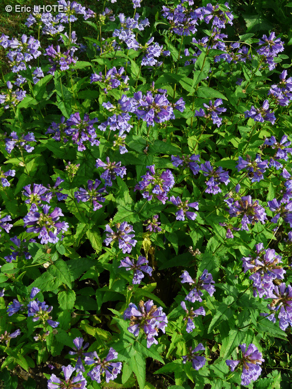 Plantaginaceae - Penstemon serrulatus - Penst&eacute;mon, Galane