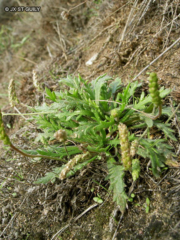  - Plantago coronopus - 
