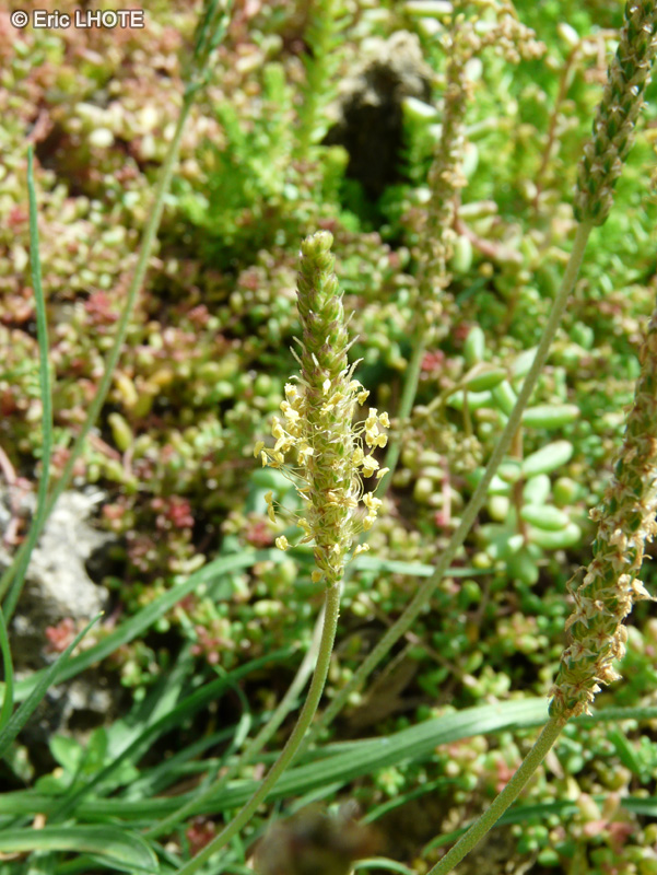 Plantaginaceae - Plantago maritima subsp. serpentina - Plantain serpentant
