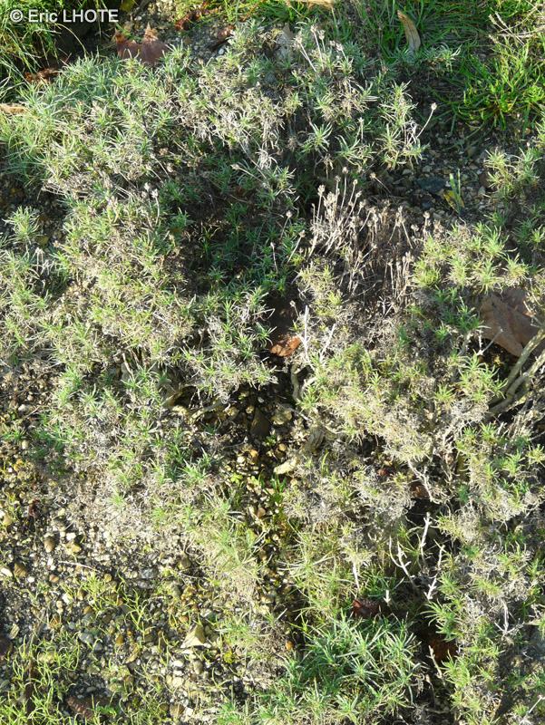 Plantaginaceae - Plantago sempervirens - Plantain toujours vert