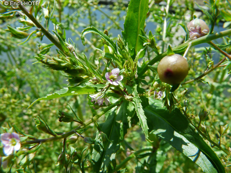  - Veronica anagallis-aquatica - 