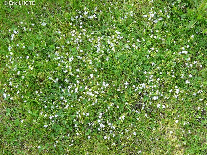Plantaginaceae - Veronica aphylla - Véronique sans feuilles, Véronique à tige nue